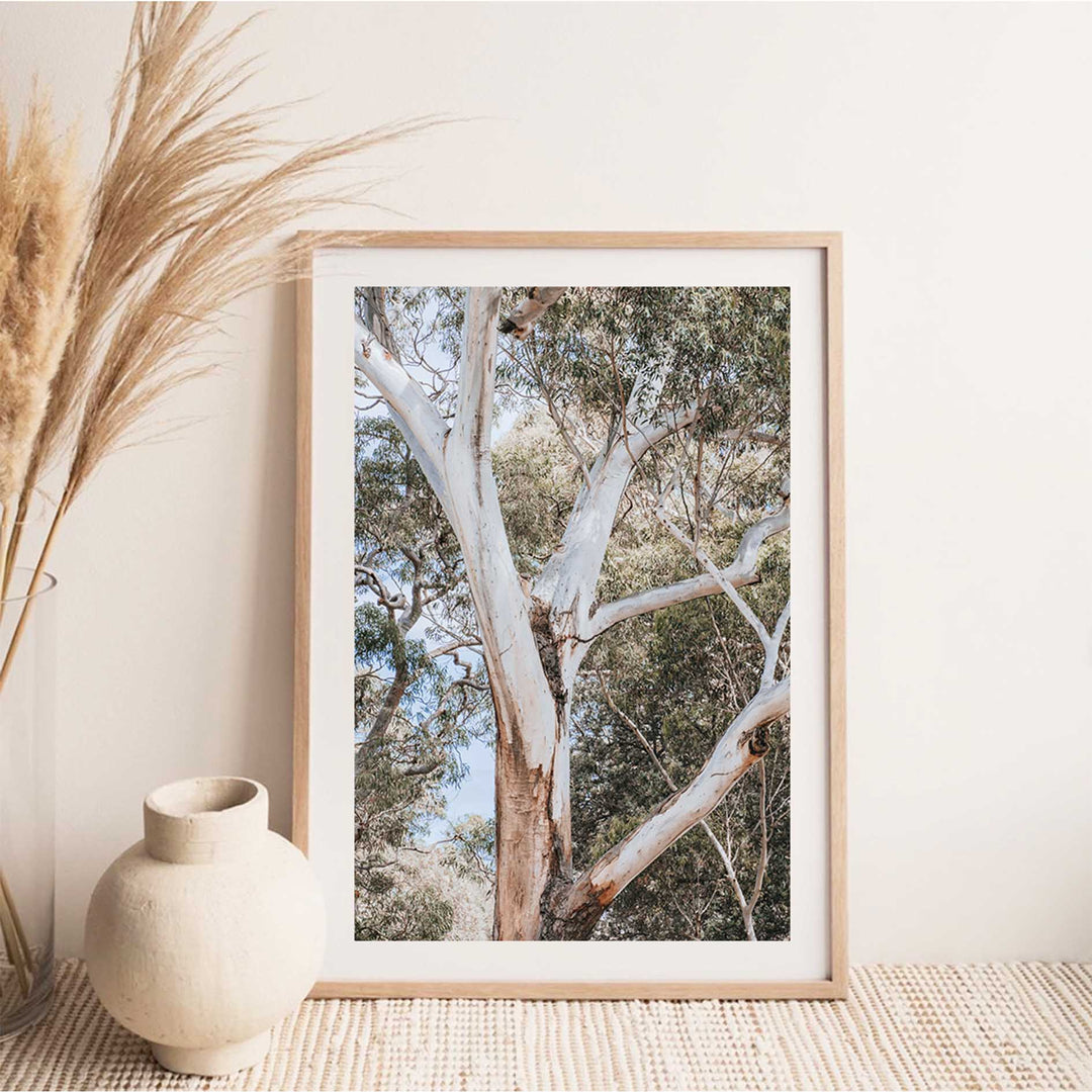 White Gum - Nelsons Bay