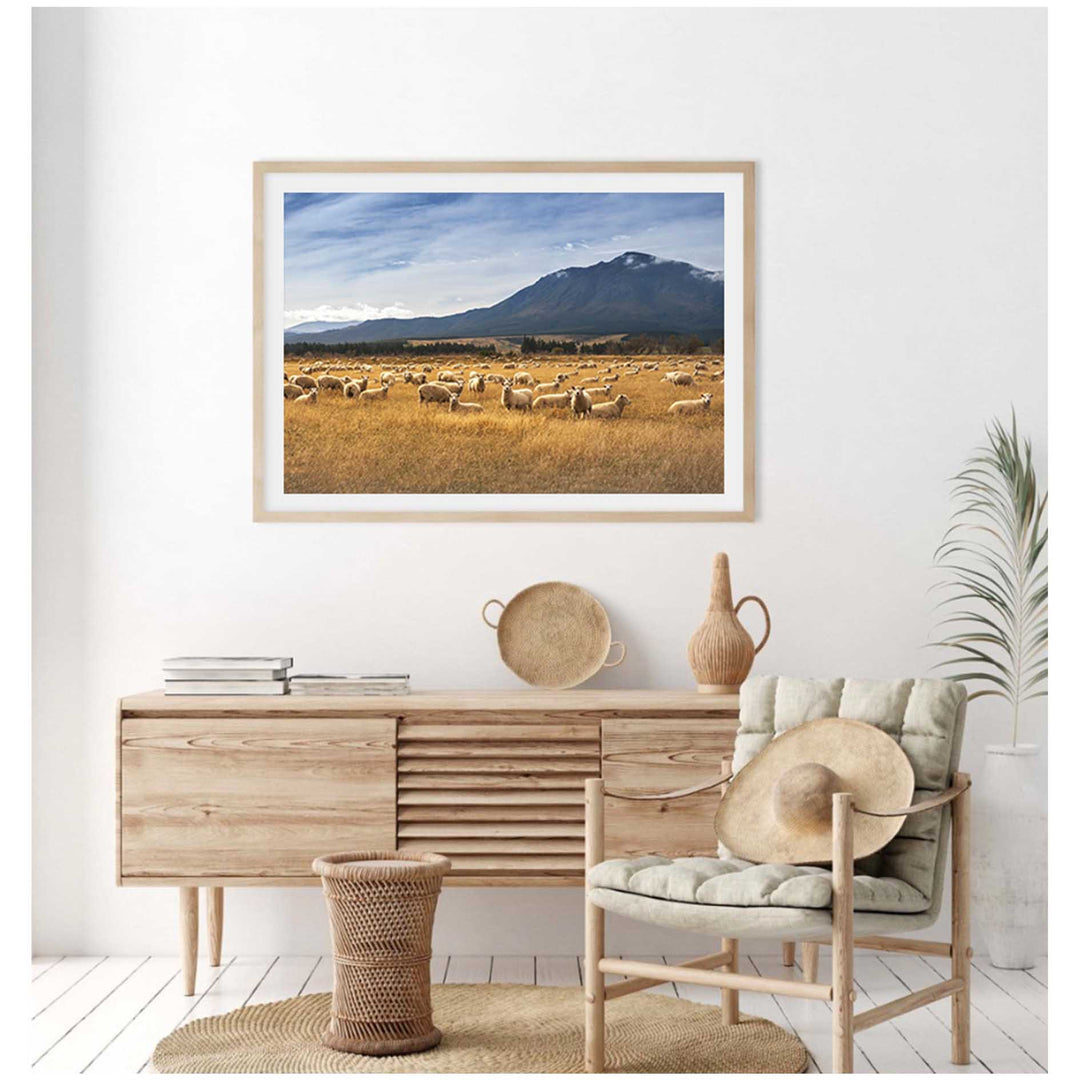 Sheep - New Zealand