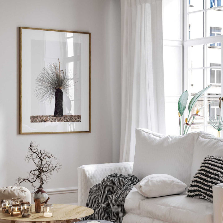 Xanthorrhoea Australis