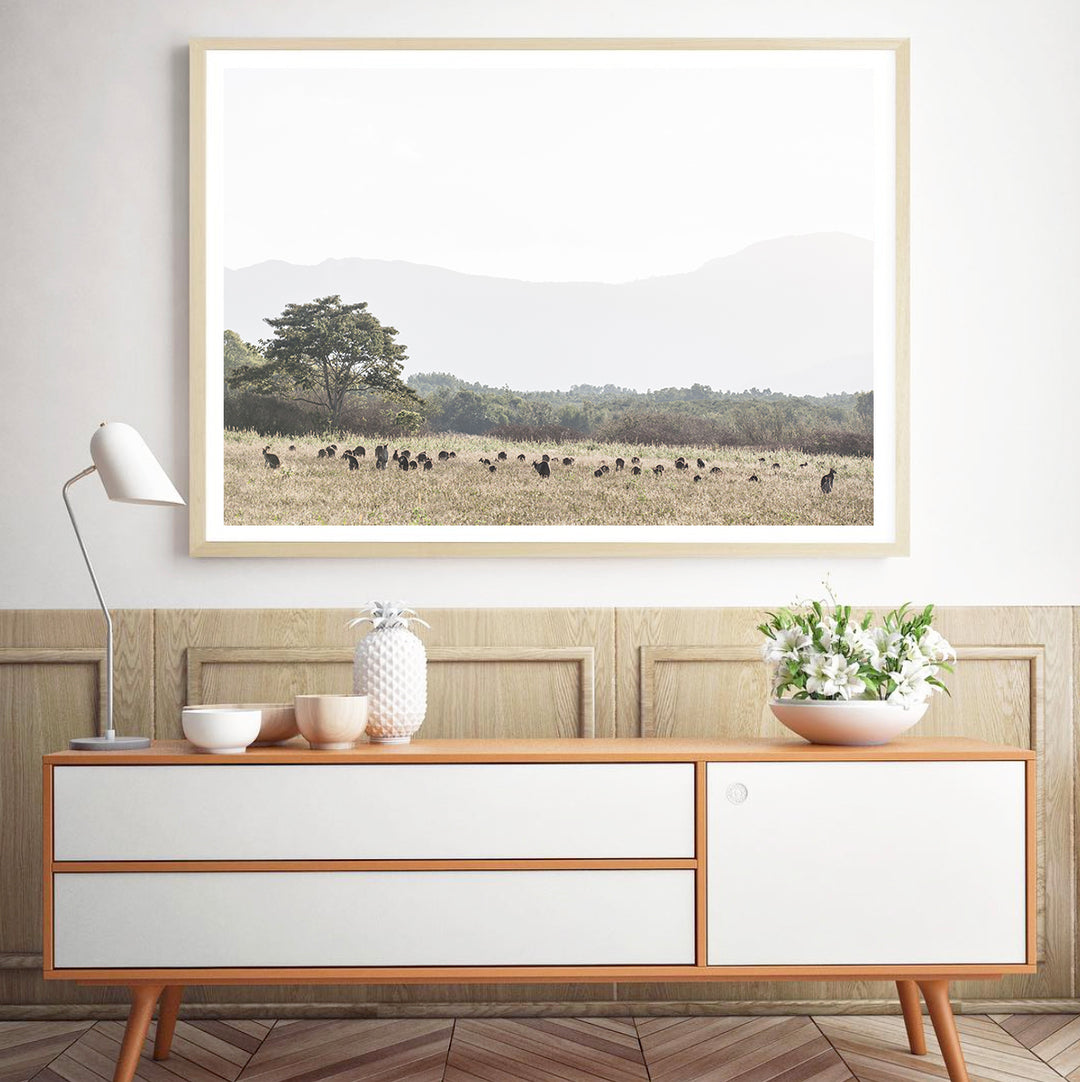 Paddock of Roos - LS - Cairns