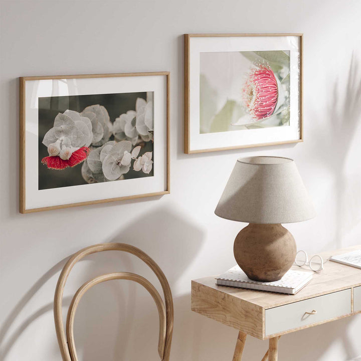 Red Eucalyptus Blossom I