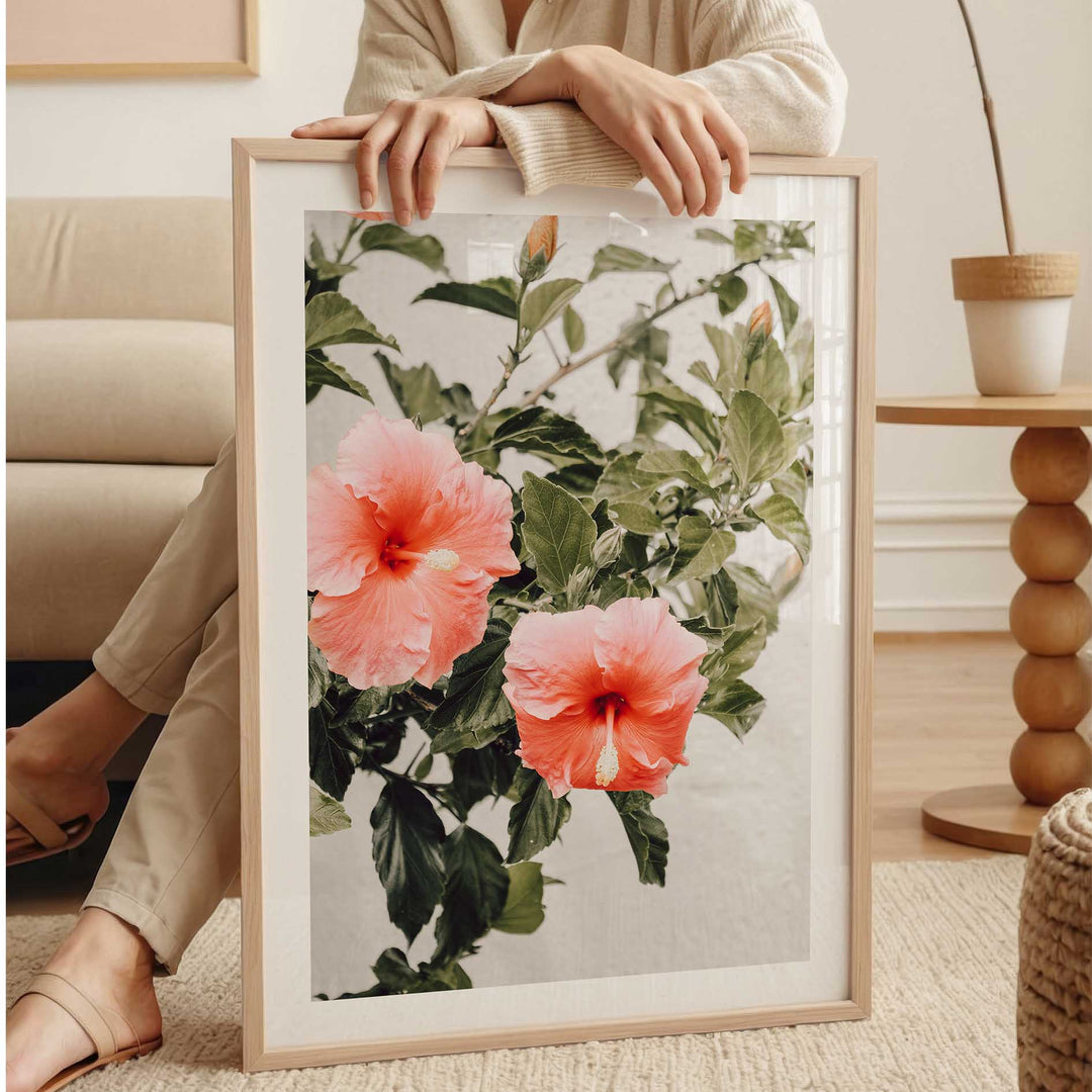 Hibiscus