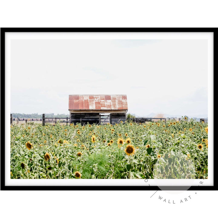 Sunflower Country A4 (21cm x 29.7cm) / Black Posters Prints & Visual Artwork