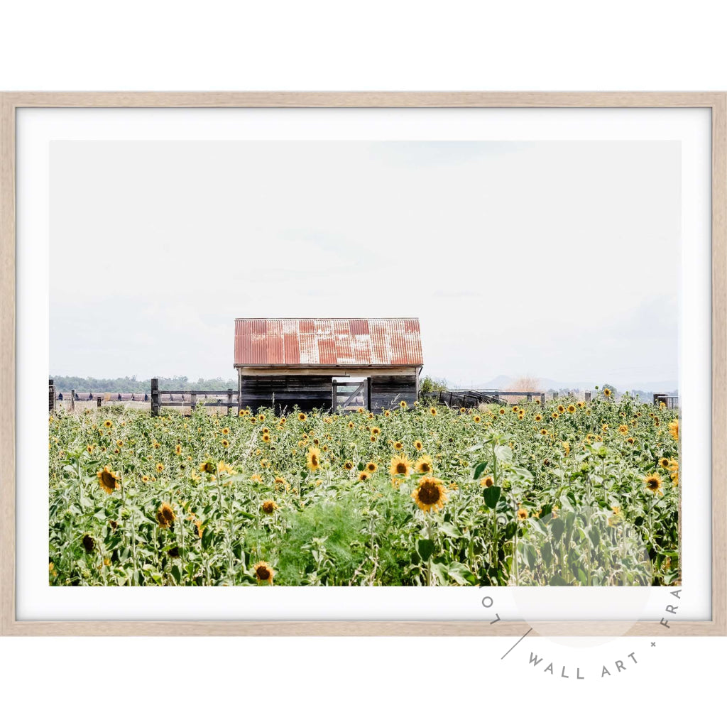 Sunflower Country A4 (21cm x 29.7cm) / Oak Posters Prints & Visual Artwork
