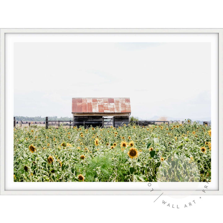 Sunflower Country A4 (21cm x 29.7cm) / White Posters Prints & Visual Artwork
