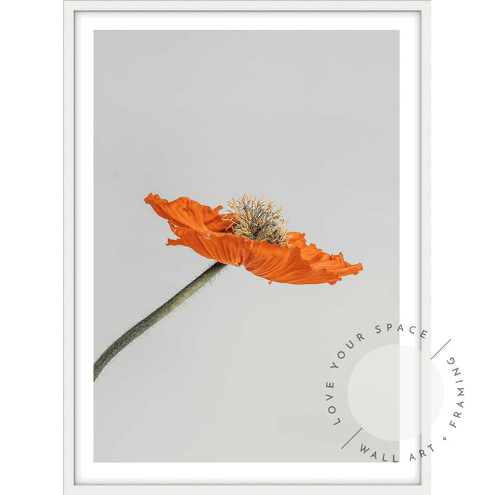 Tall Poppy I