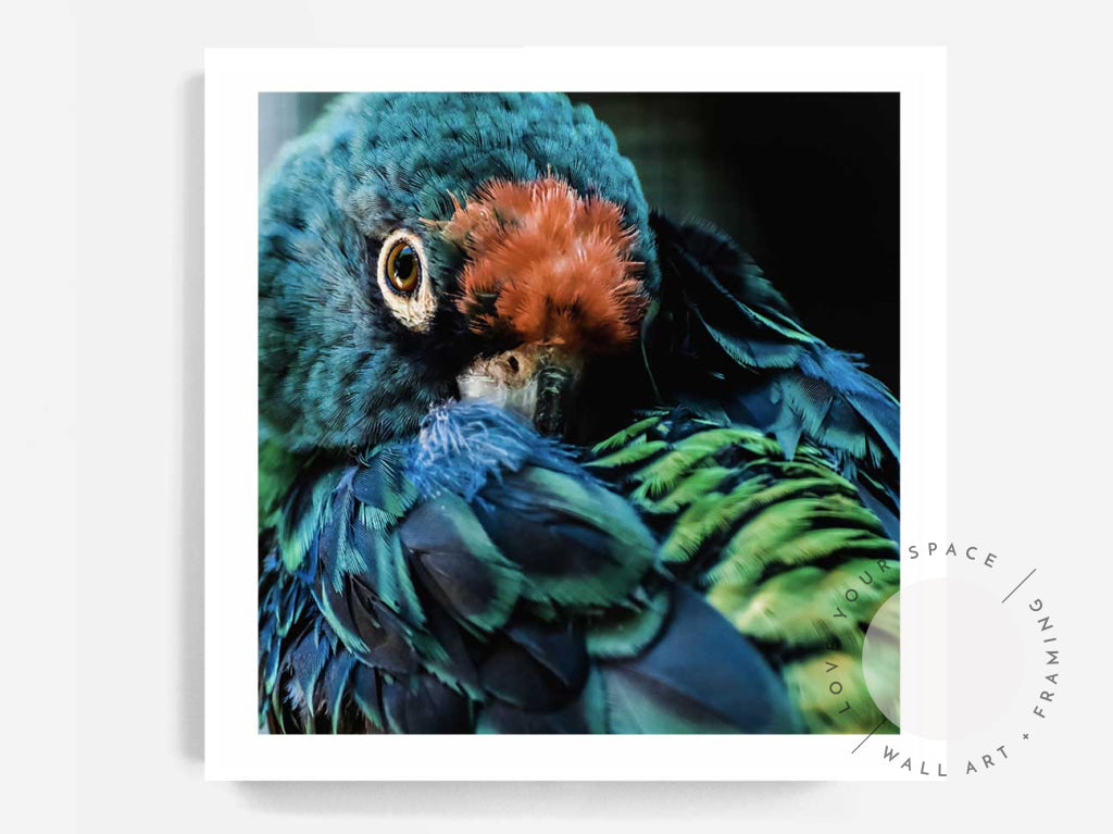 Teal Parrot - SQUARE