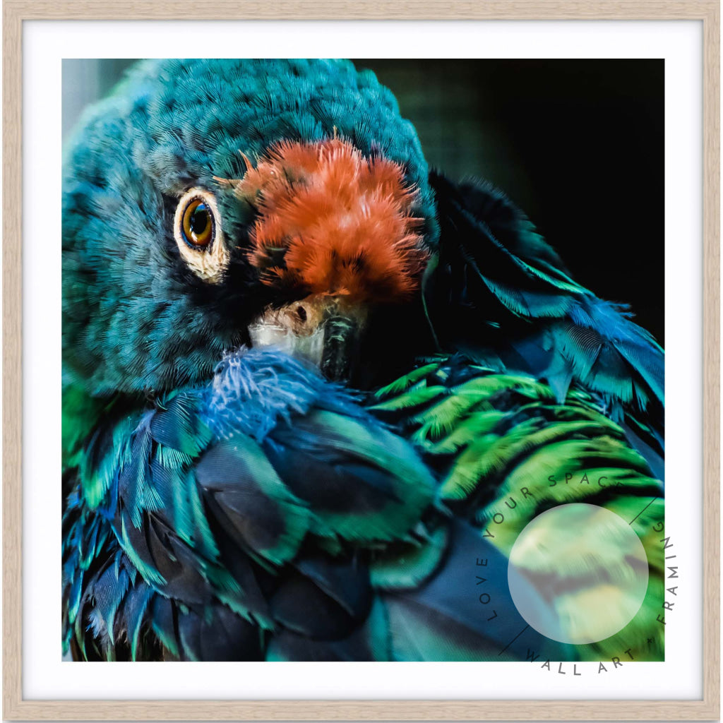 Teal Parrot - SQUARE