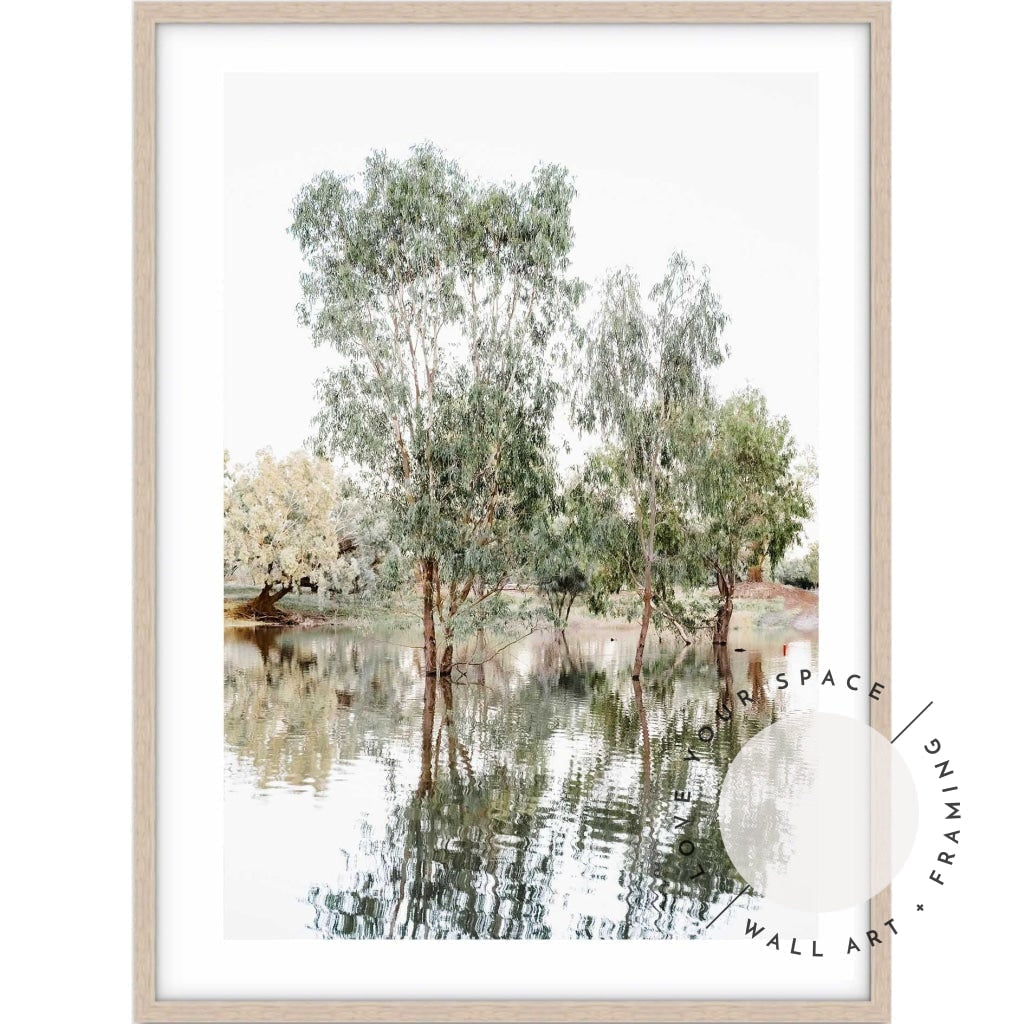 The Darling River Gum Trees I - Love Your Space