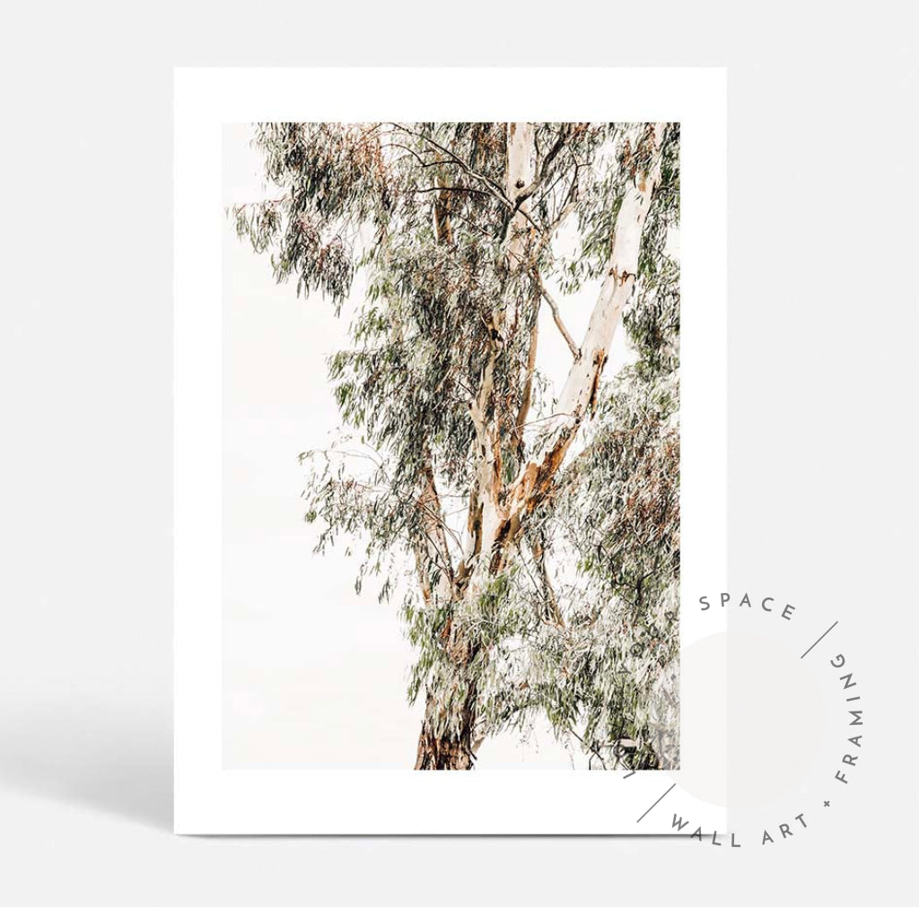 Valley Gumtrees I