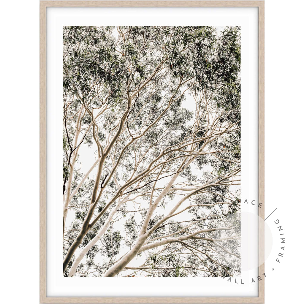 Valley Gumtrees II