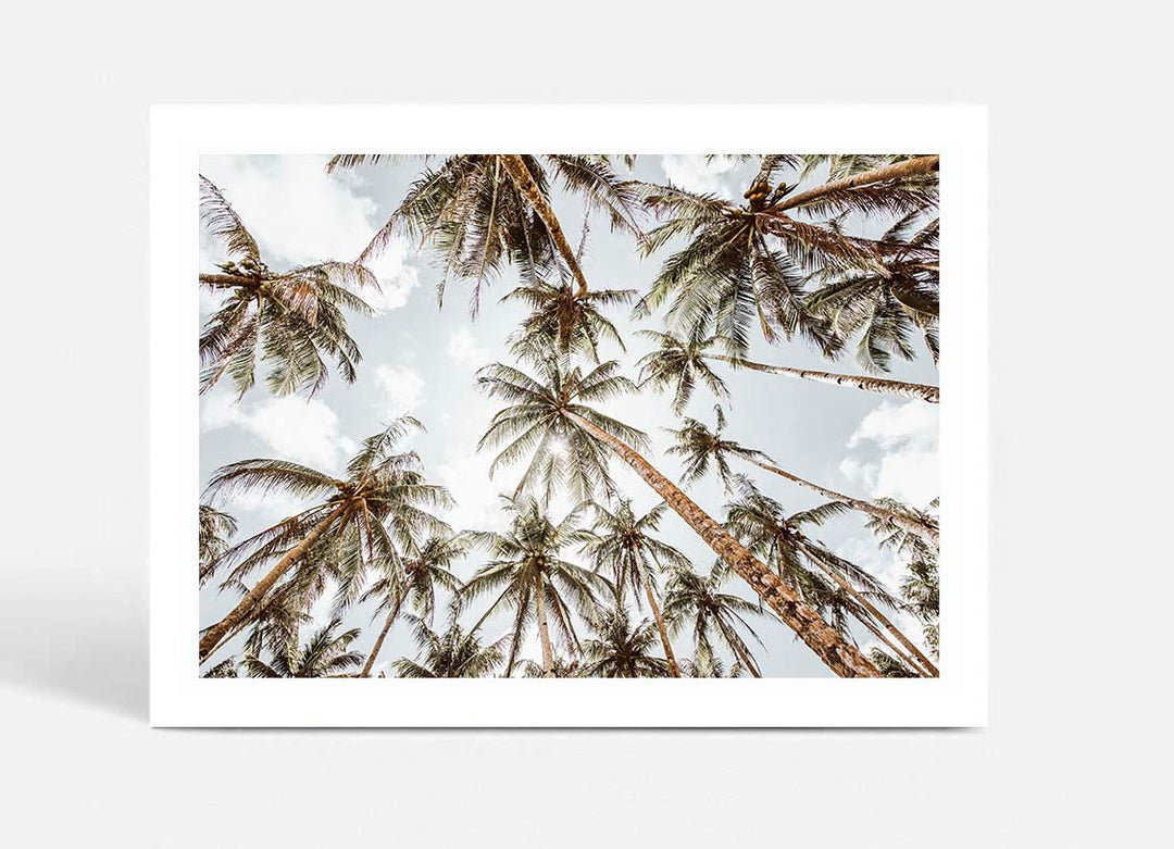 Palms For Days - Hawaii
