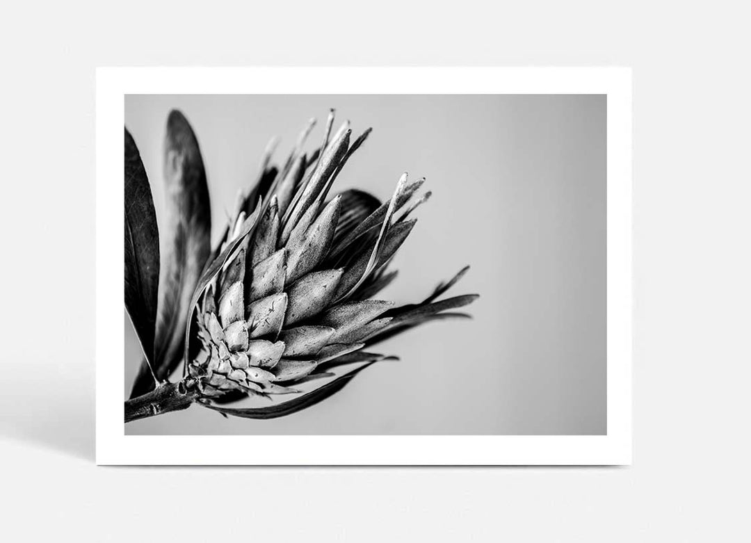 Native I B+W