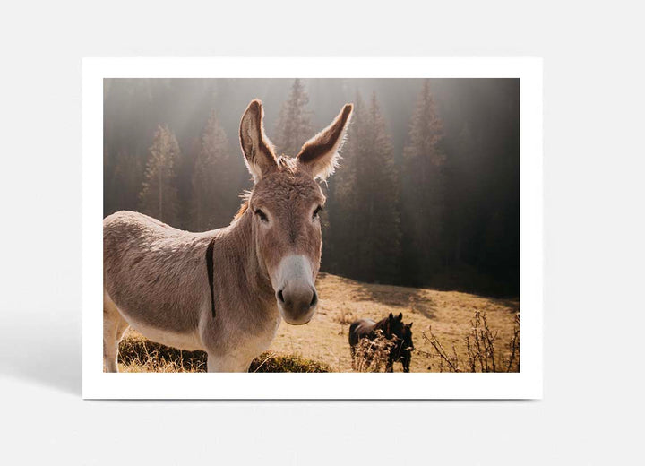 Donkey II - Italy