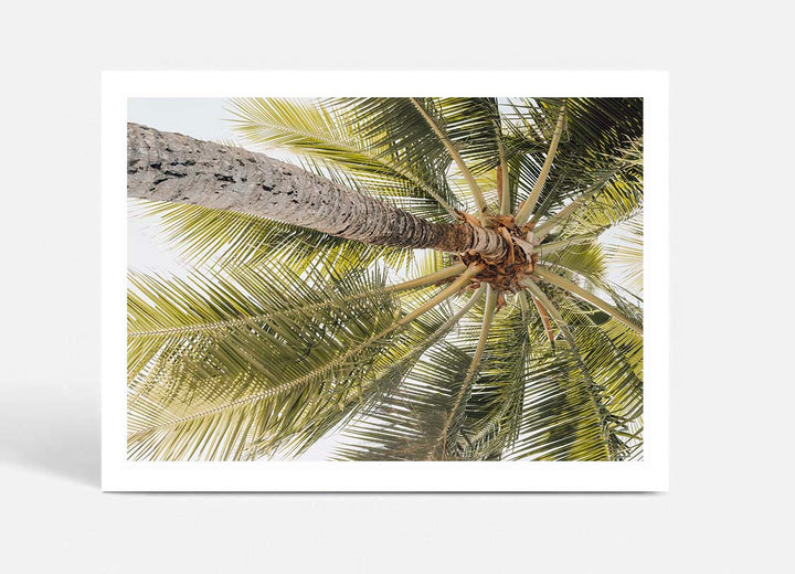 Magnetic Island Palms II