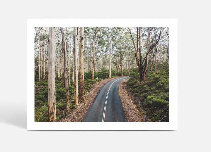 Boranup Forest - Western Australia
