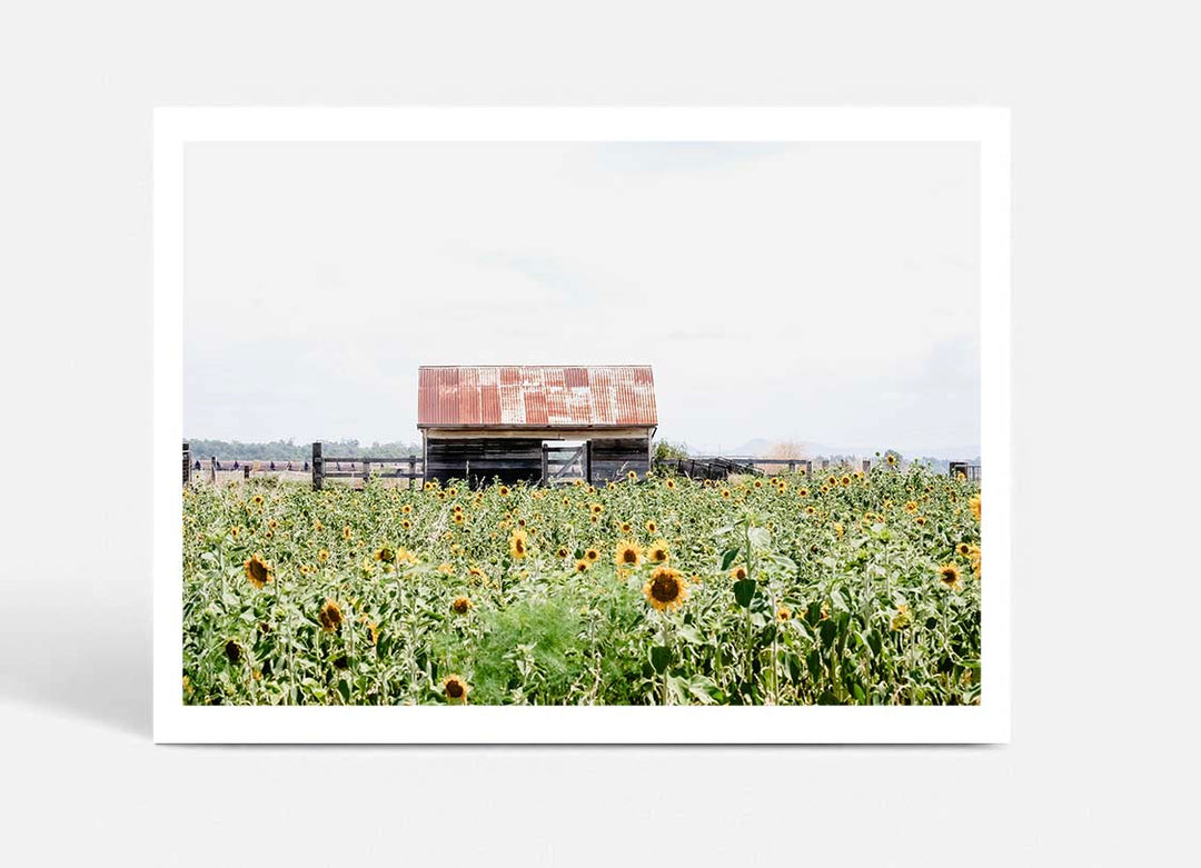Sunflower Country