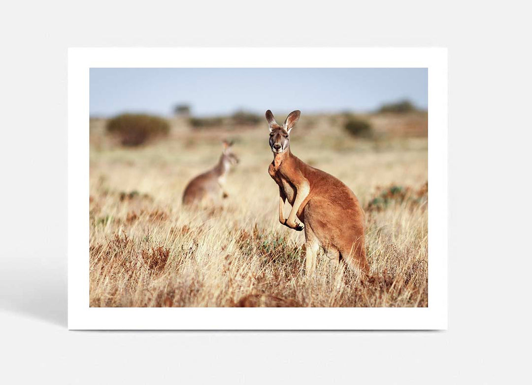 Red Kangaroo