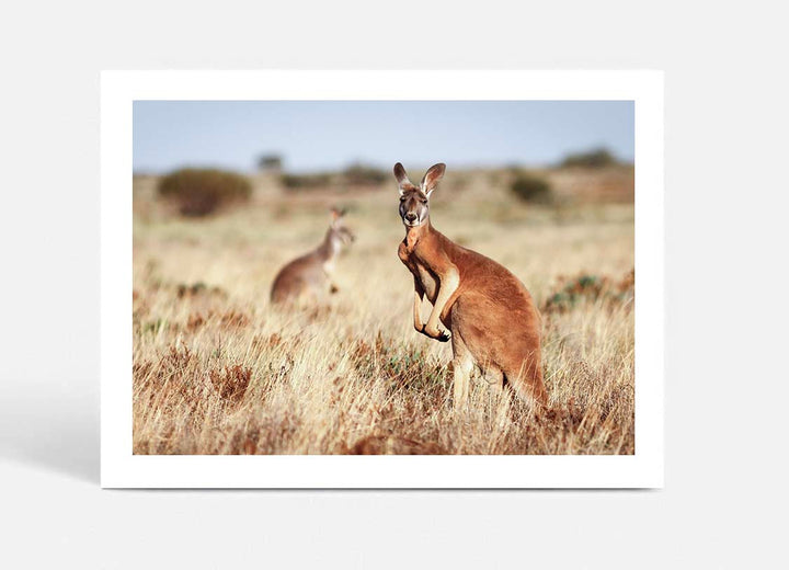 Red Kangaroo