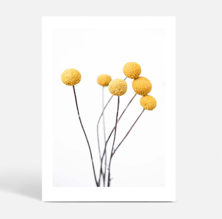 Set of 2 - Black Cockatoo II + Billy Buttons