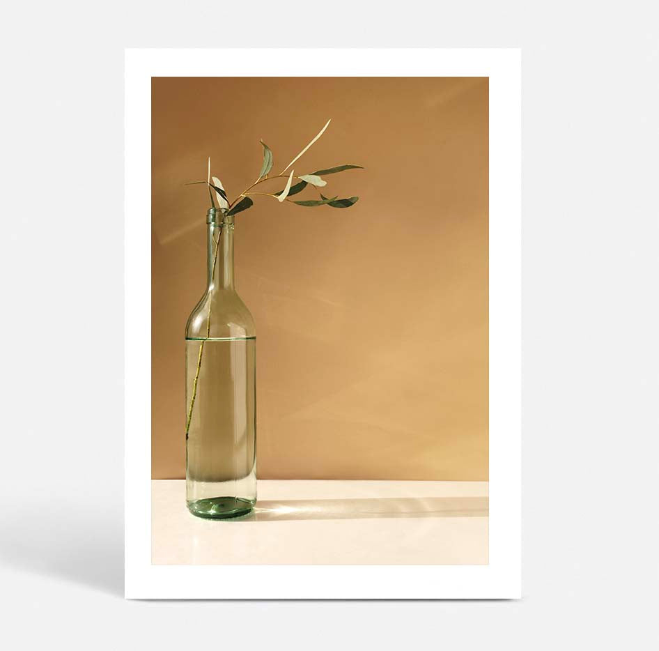 Eucalyptus Stem