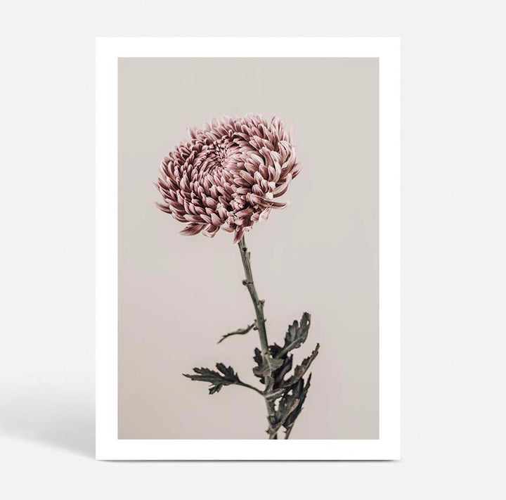 Set of 2 - Vintage Chrysanthemum I & II
