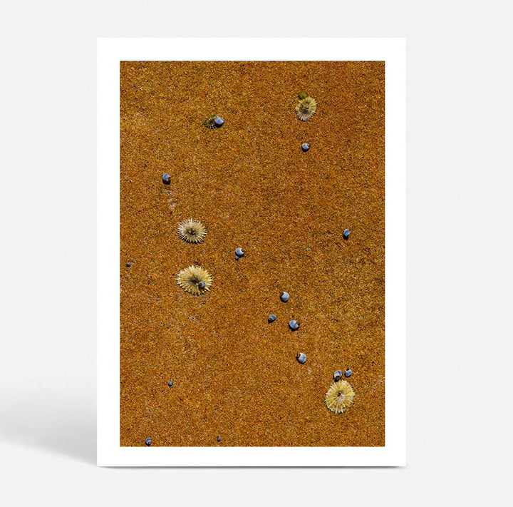 Drifted Treasures