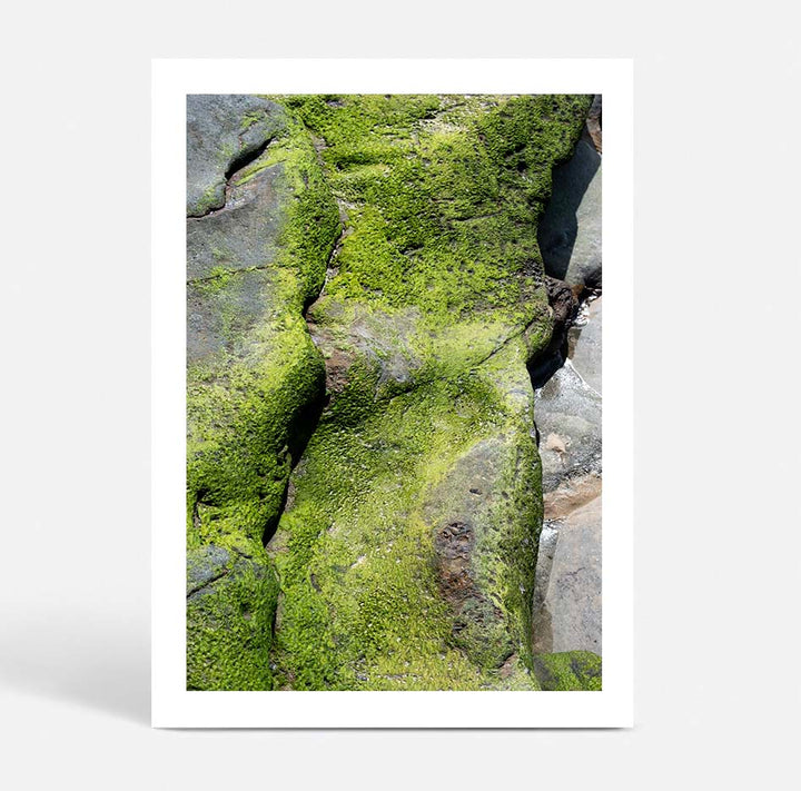 Salt & Moss III