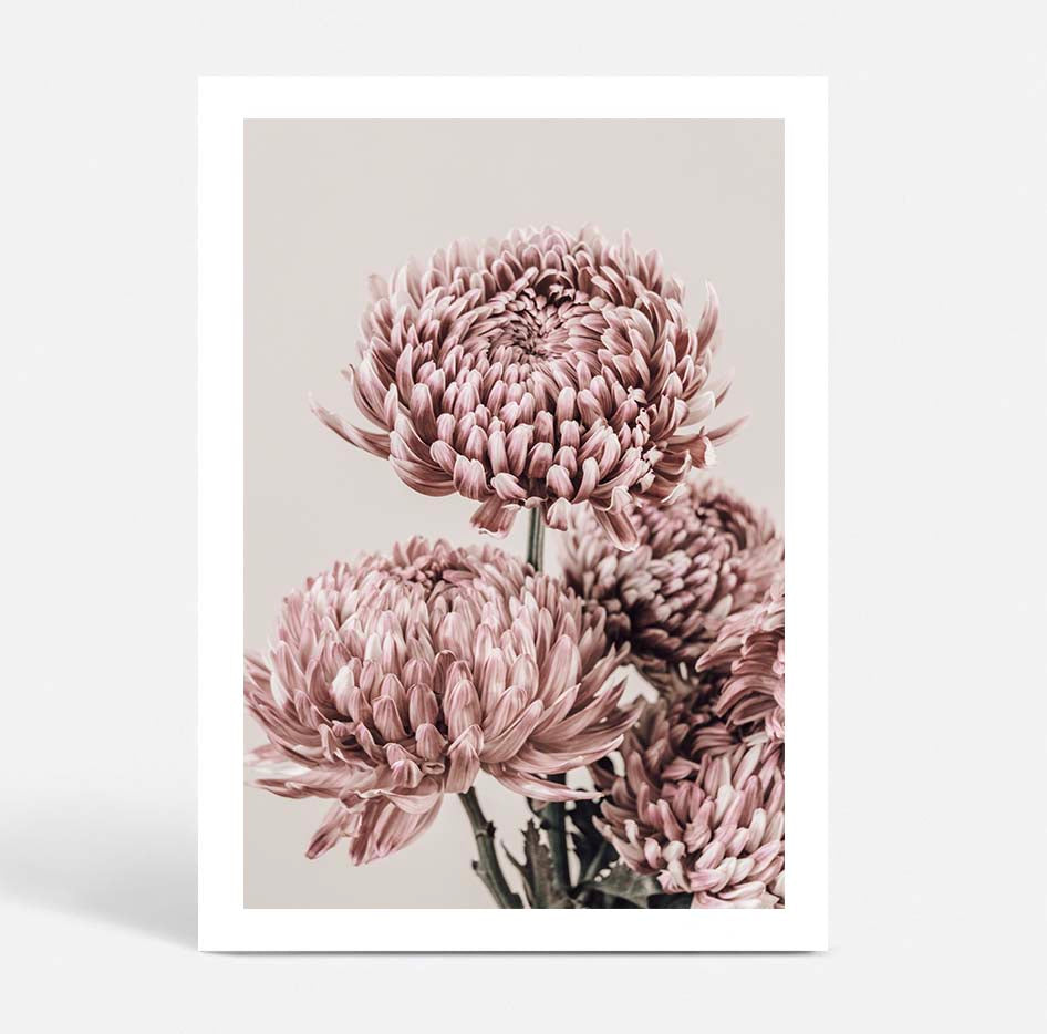 Set of 2 - Vintage Chrysanthemum I & II