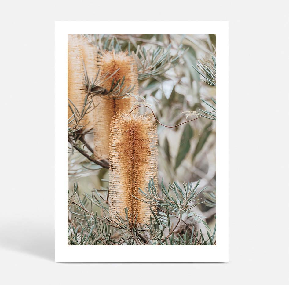 Set of 2 - Banksia I & II Frazer Beach
