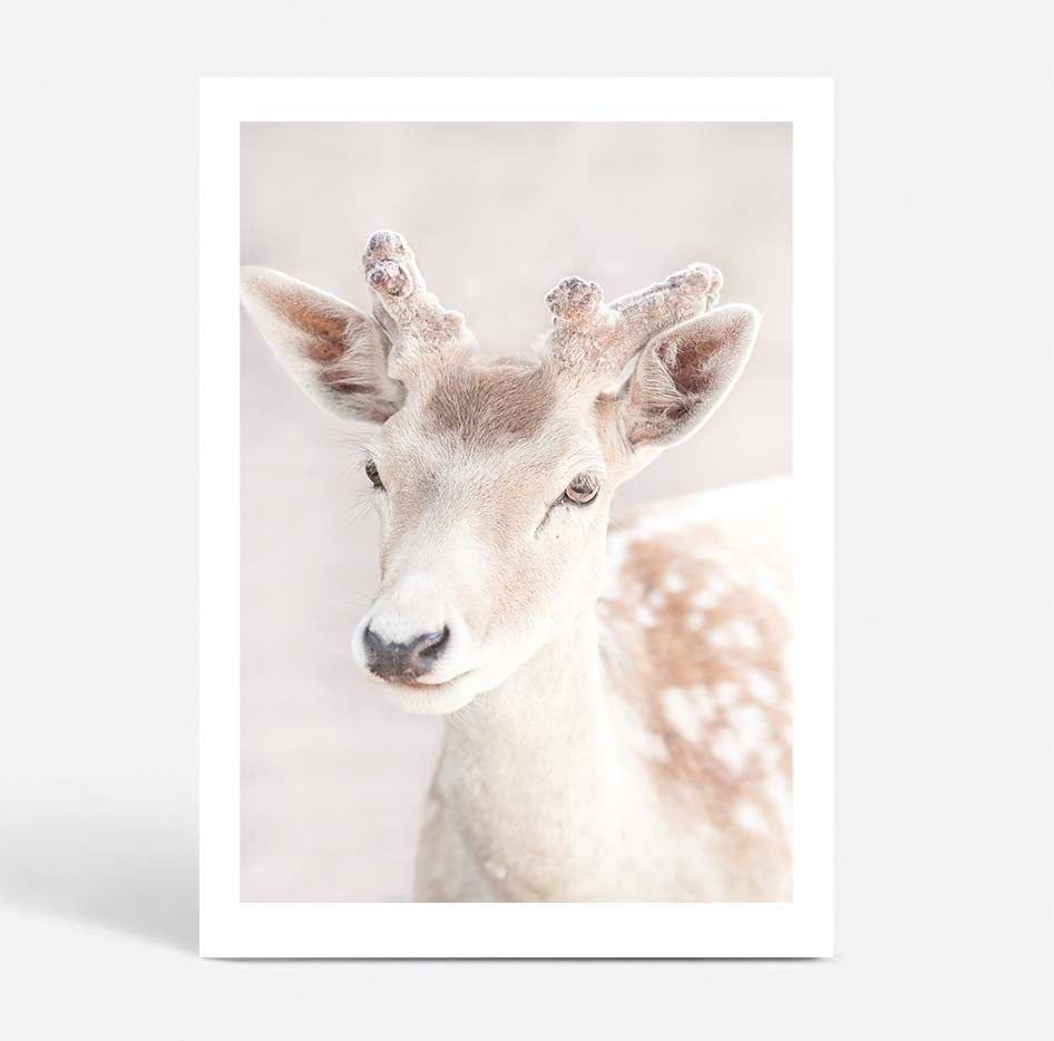 My Deer