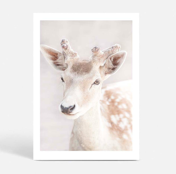 My Deer