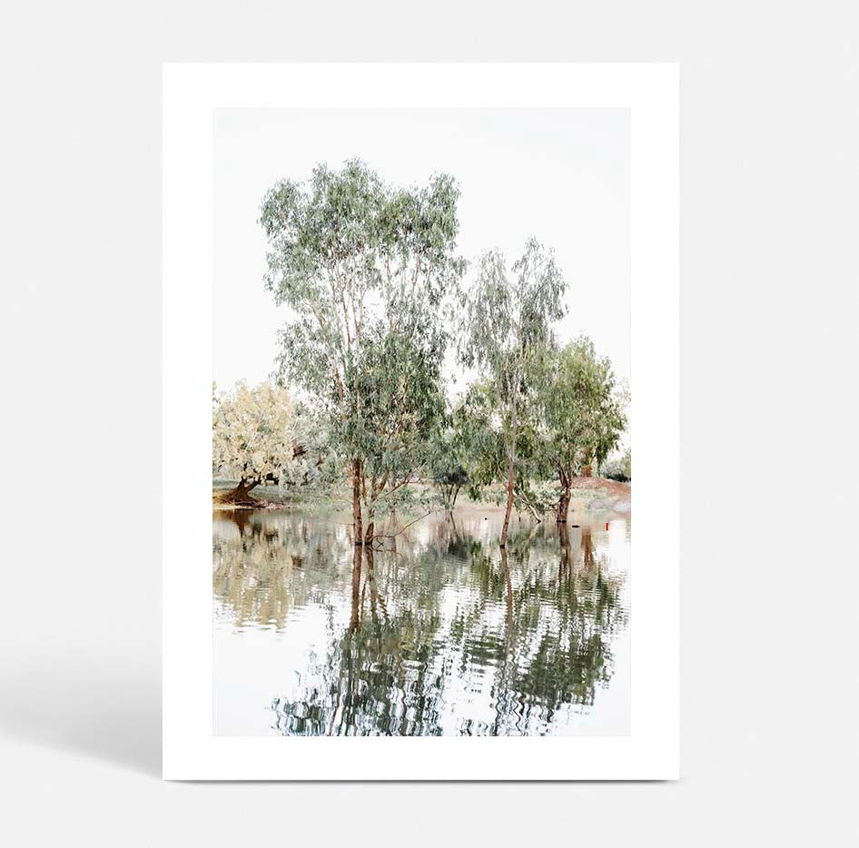 The Darling River Gum Trees I