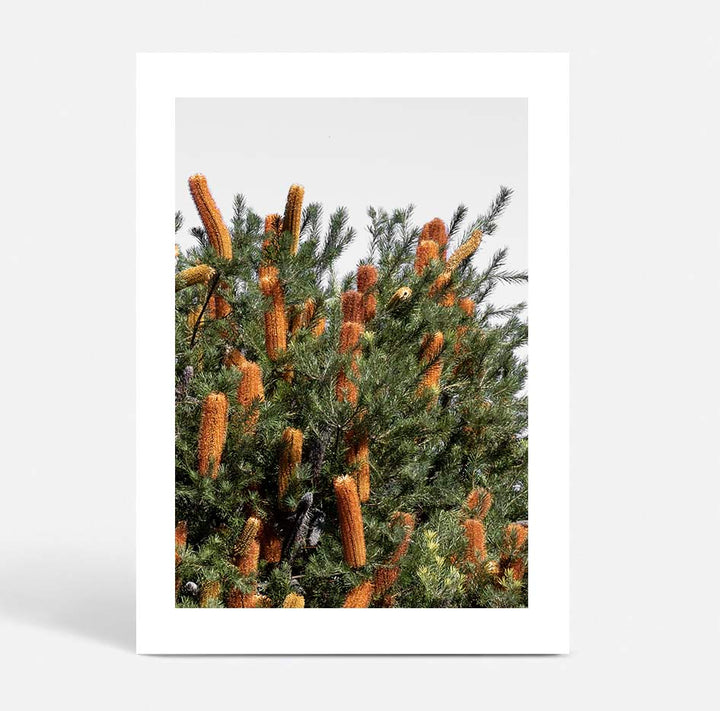Wild Banksia I