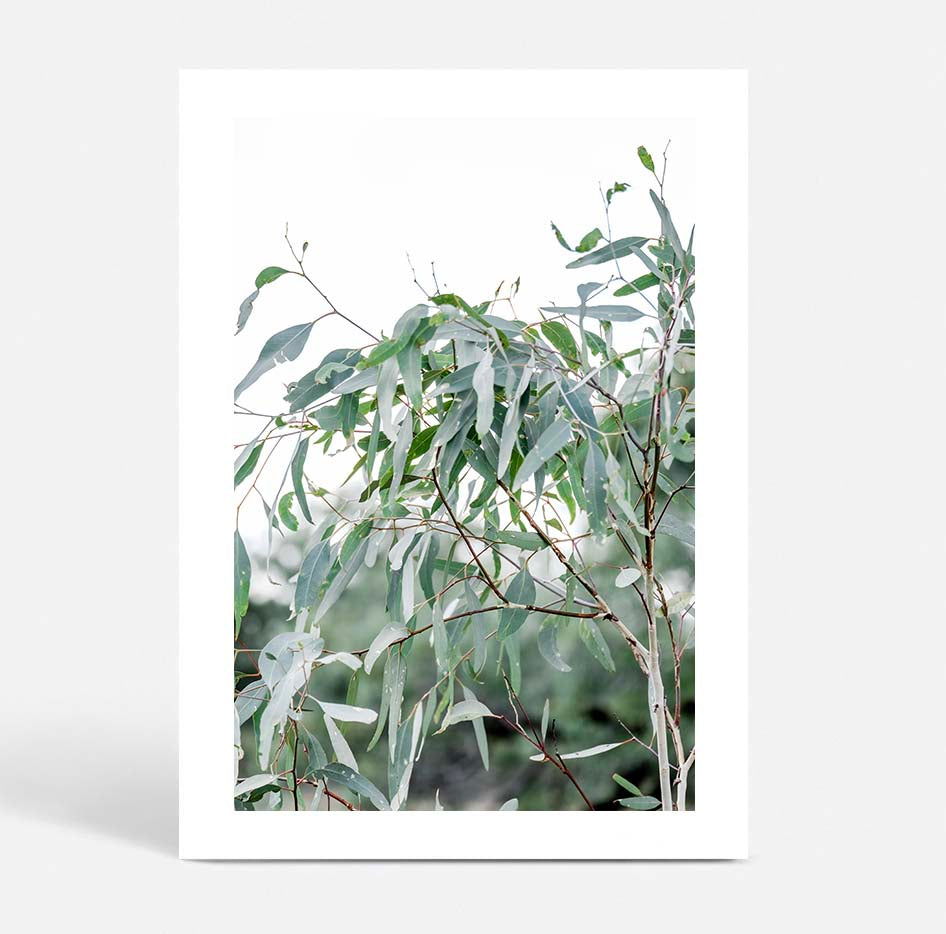 The Darling River Gum Leaves