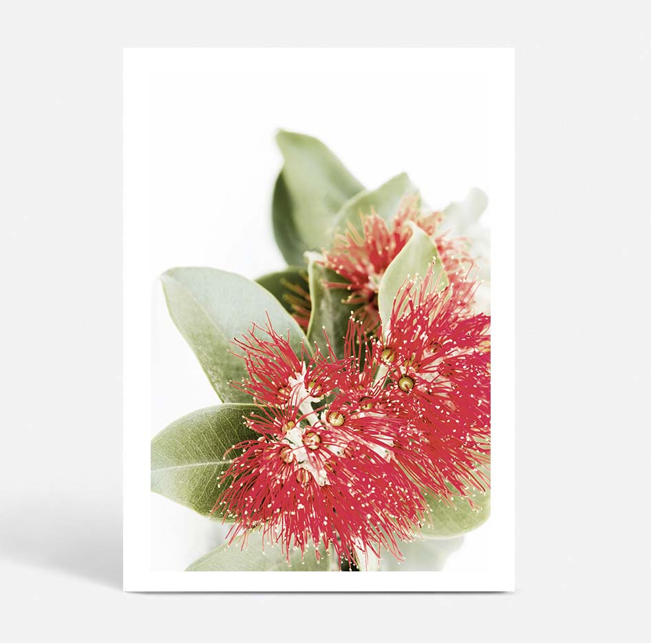 Red Eucalyptus Blossom II