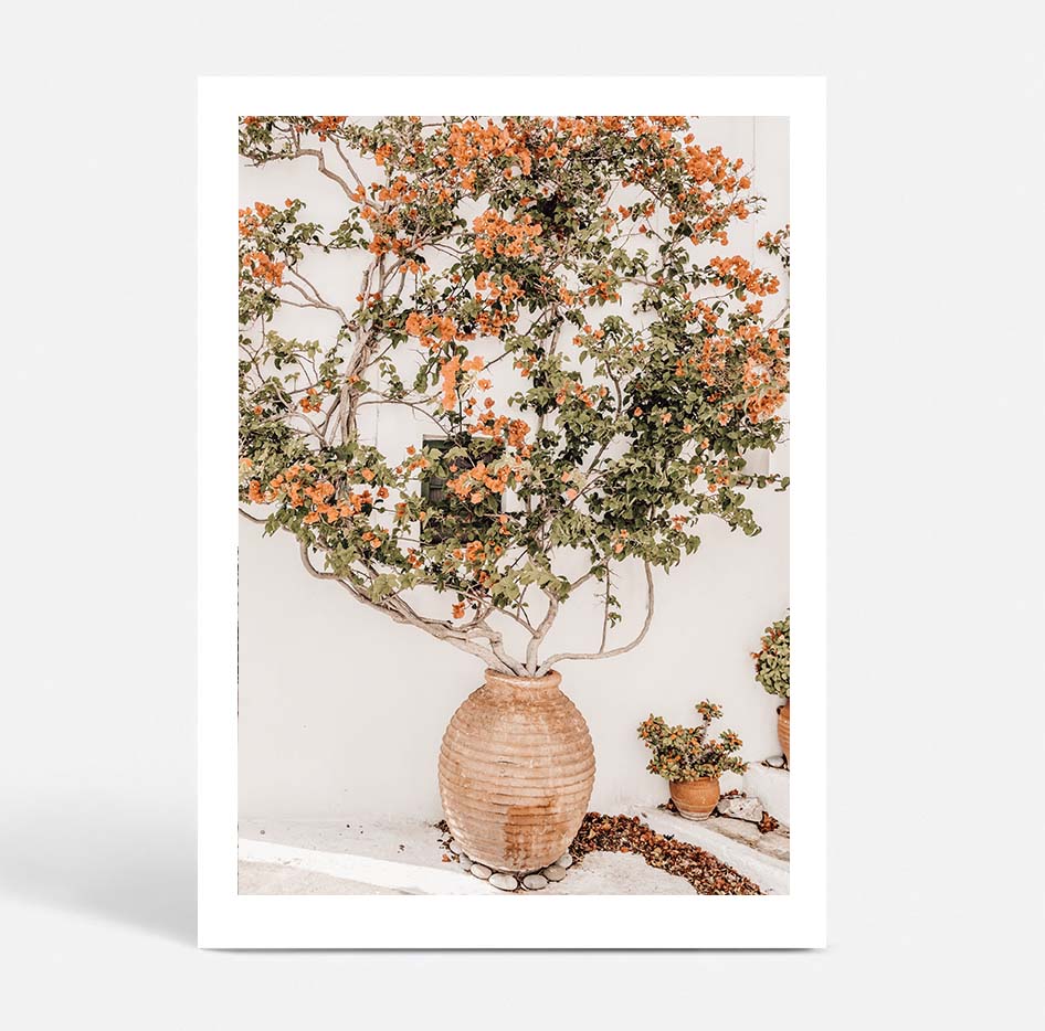 Potted Bougainvilea
