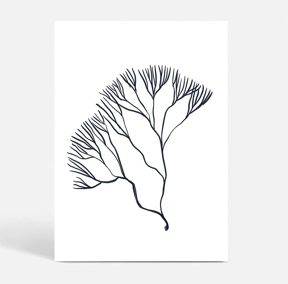 Coral no.2