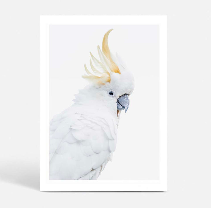Wattle & White Cockatoo Trio