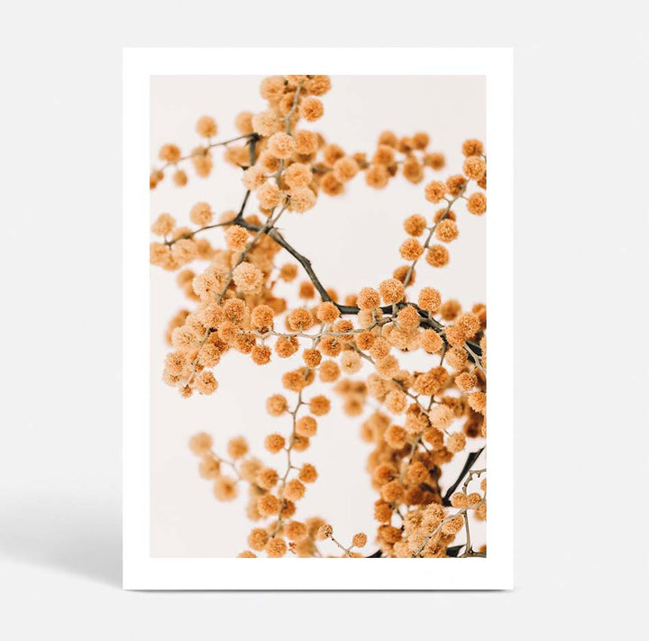 Wattle on Pink I