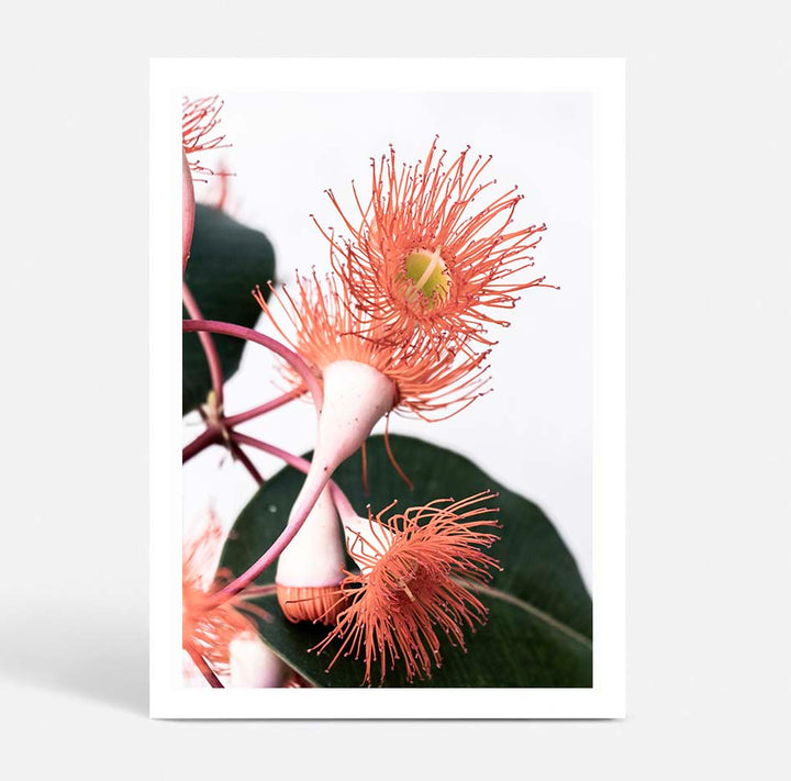 Eucalyptus Burst I