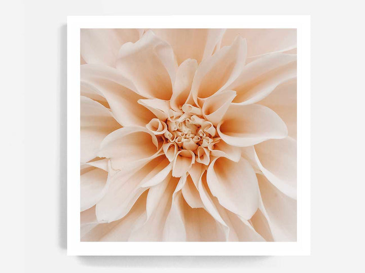 Peach Dahlia - SQUARE