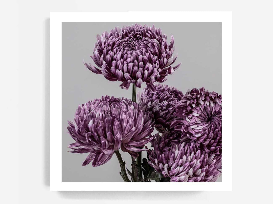 Mauve Chrysanthemum II - SQ