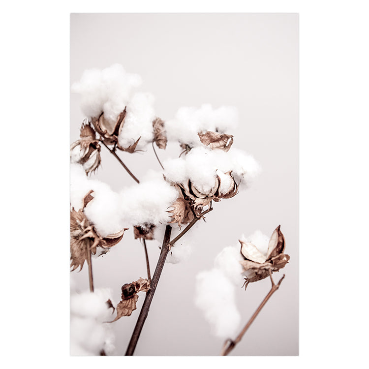 Cotton Plant