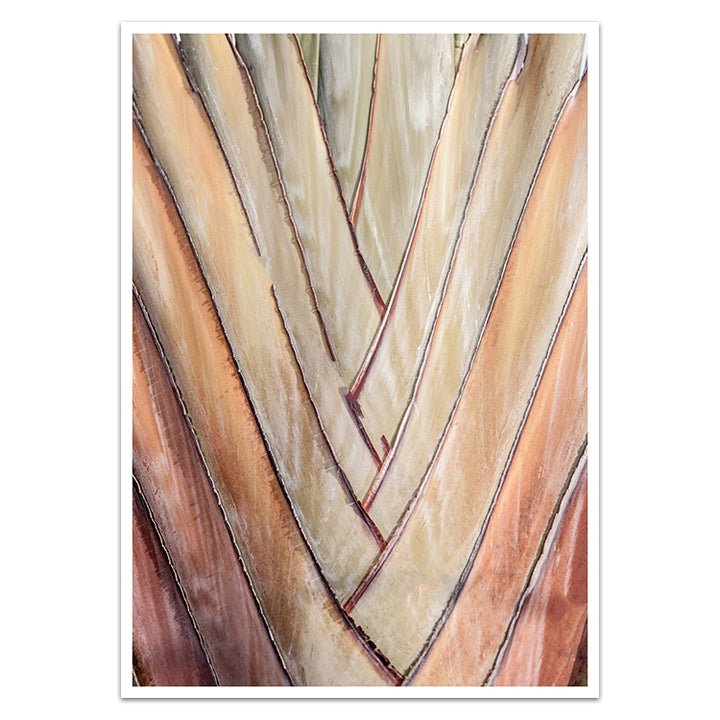 Set of 2 - Travellers Palm I + II