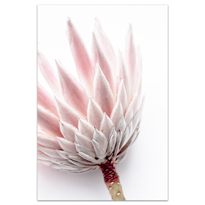 Set of 2 - King Protea I + King Protea II