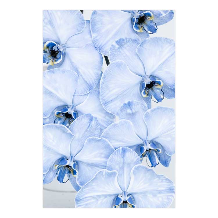 Blue Orchid no.1