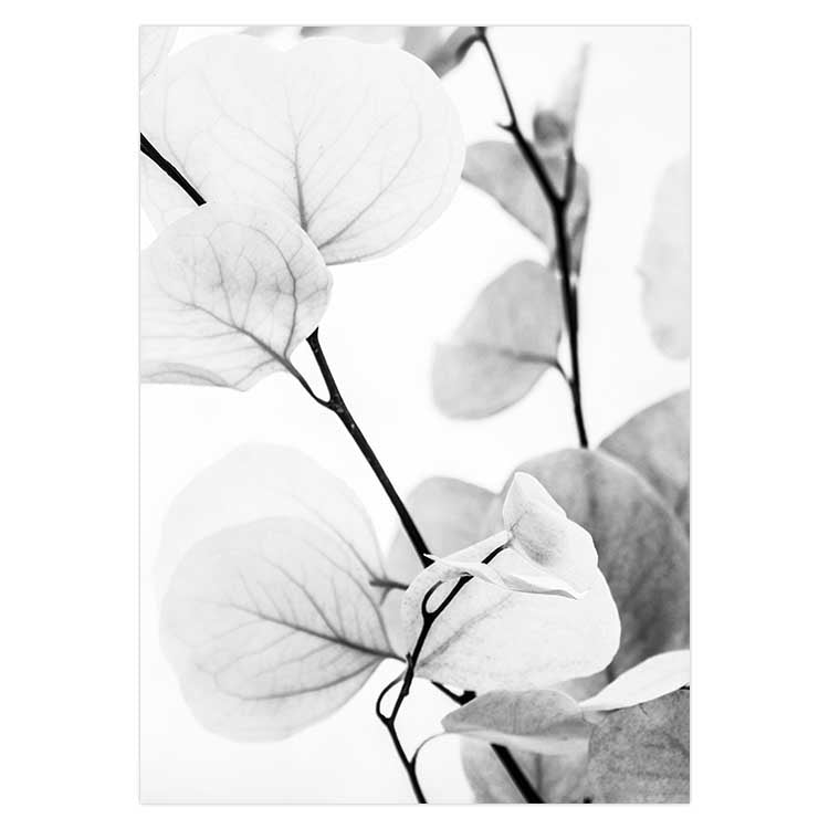 Dried Eucalyptus I - B&W
