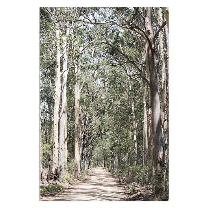 Gumtrees - The Hunter Valley