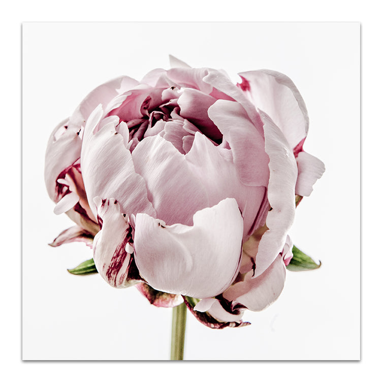 Peony I - SQUARE